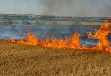 Фото - Минсельхоз предложил обязать землевладельцев тушить пожары