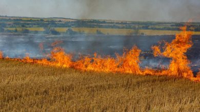 Фото - Минсельхоз предложил обязать землевладельцев тушить пожары