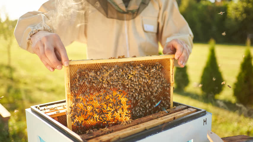 Фото - НАТО решила спасти планету с помощью пчел